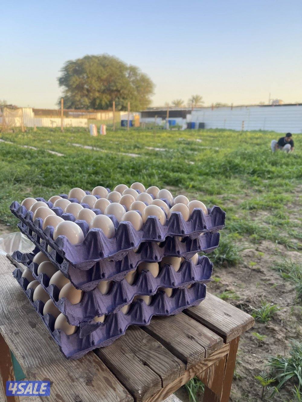 بيض دجاج عربي تجميع يومي اتصال واتسب0