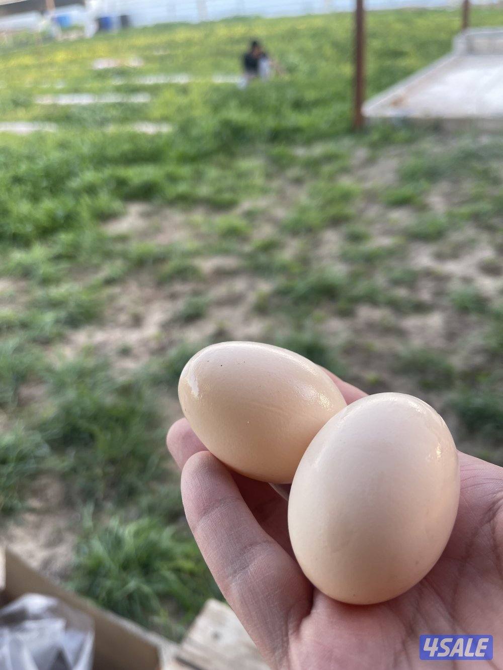 بيض دجاج عربي تجميع يومي اتصال واتسب1