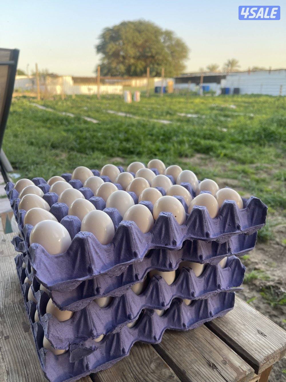 بيض دجاج عربي تجميع يومي اتصال واتسب2