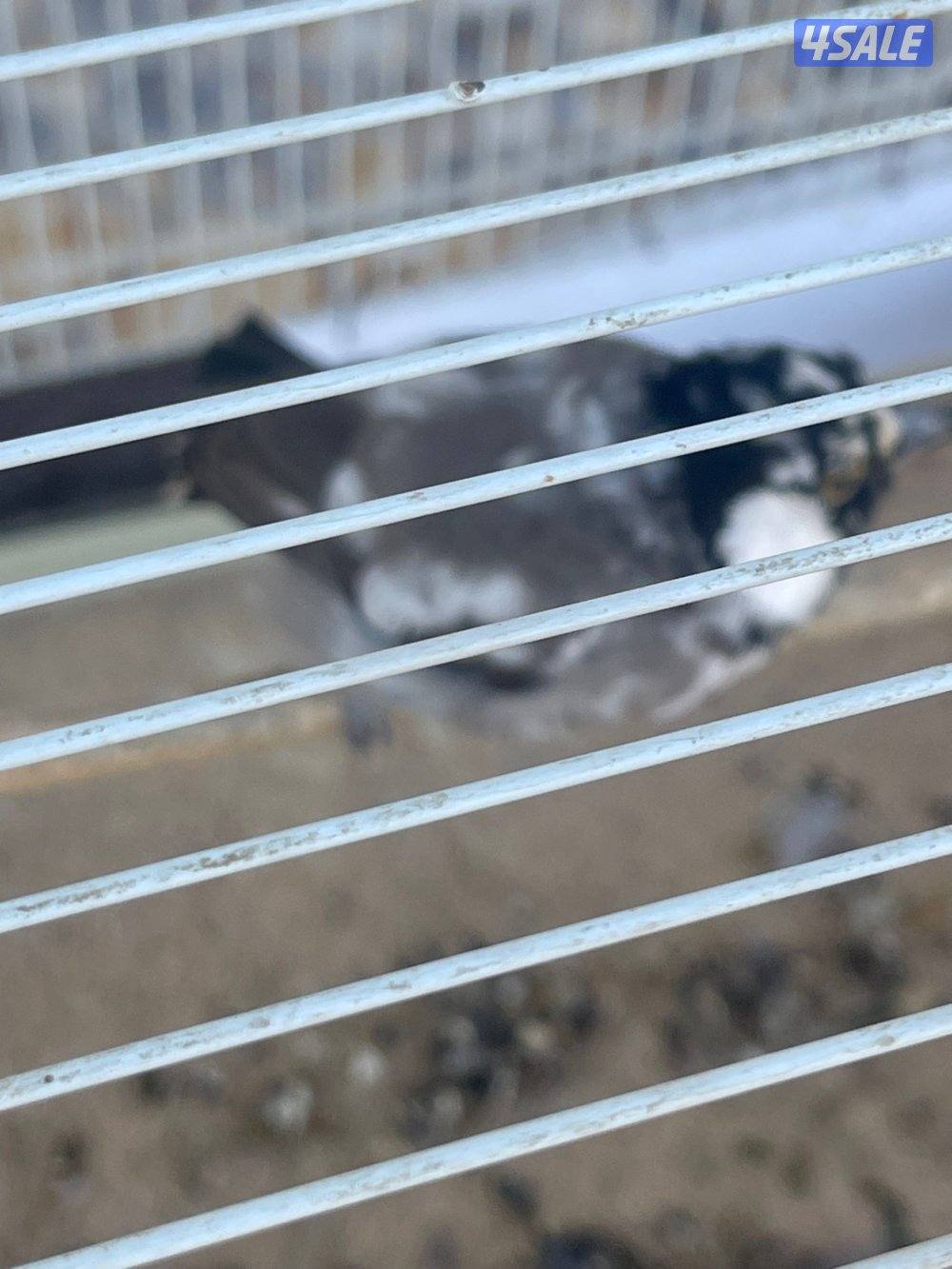 بلابل عراقيه نوادر للبيع زوج وواحد فرداني1