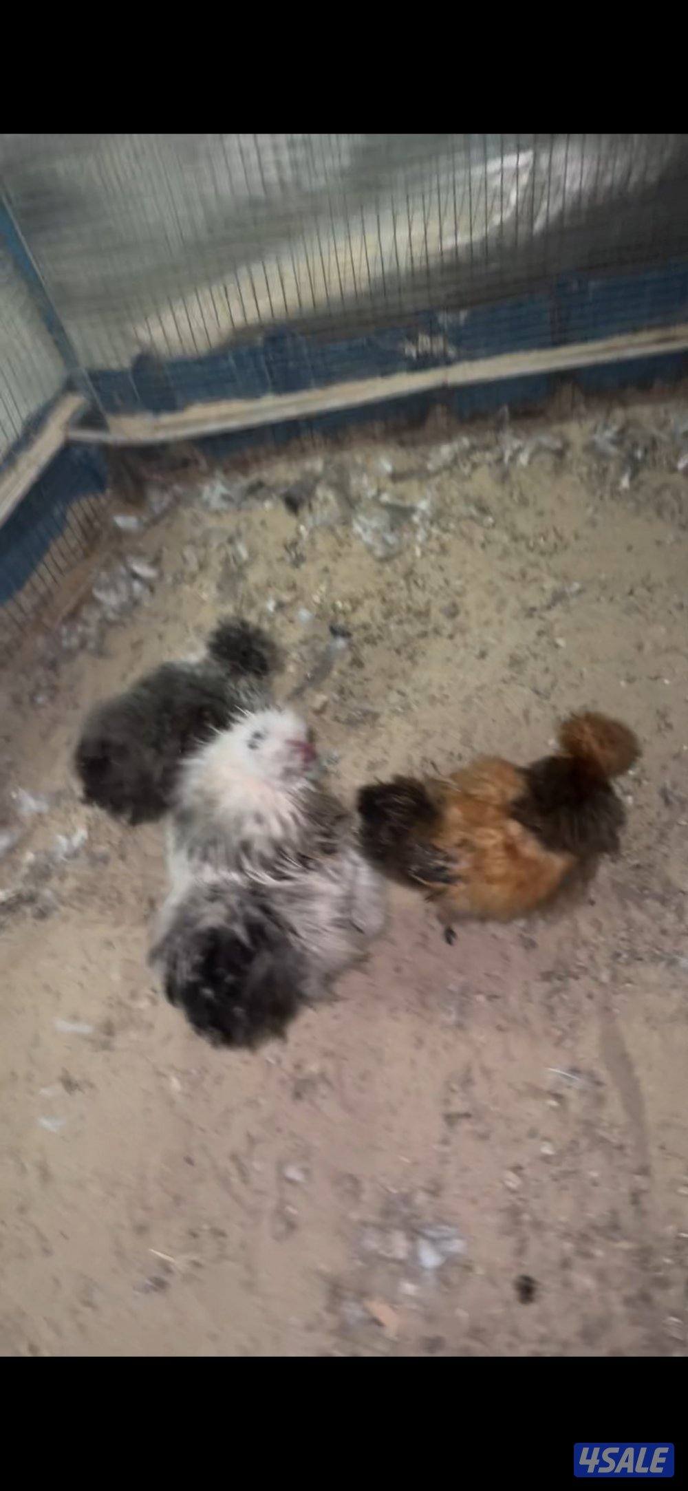 للبيع دجاج كوشن و سلكي و عربي سيافي العمر 4 شهور1