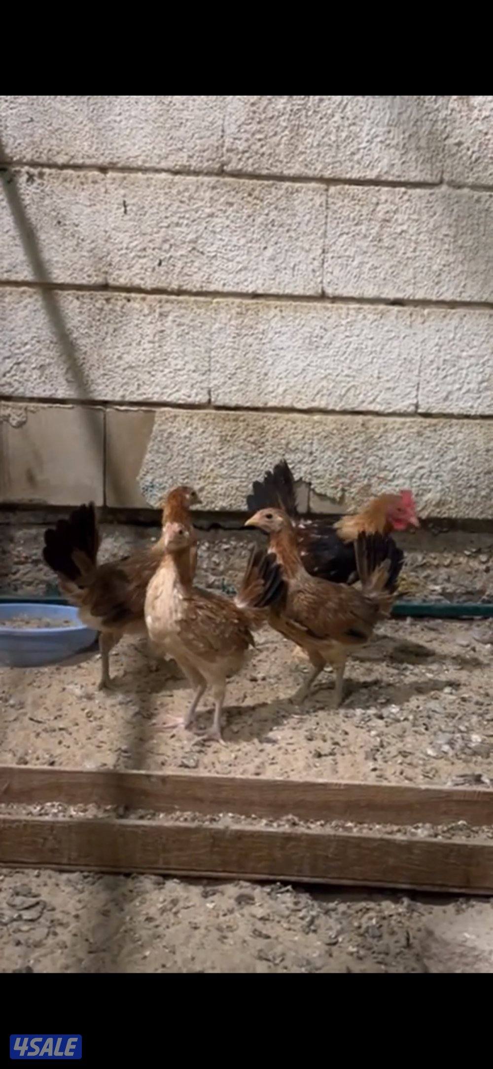 للبيع دجاج كوشن و سلكي و عربي سيافي العمر 4 شهور2