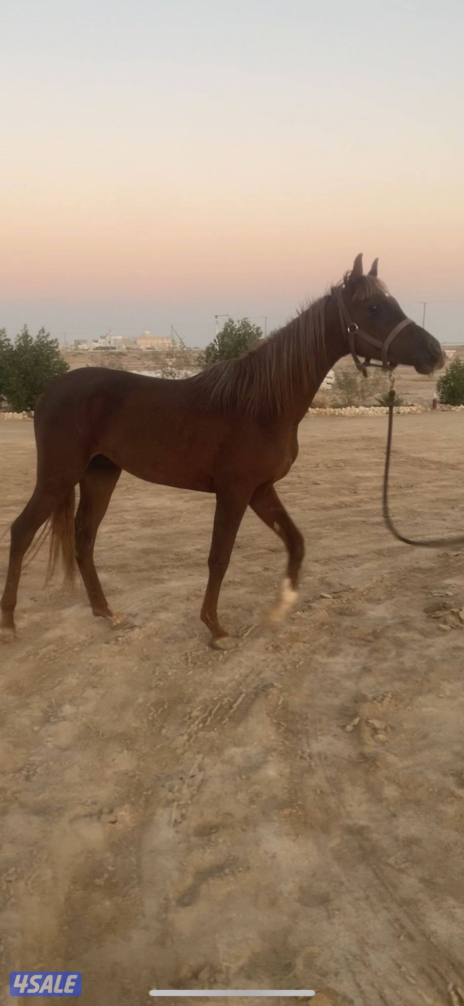 للبيع حصان واهو مواليد 2023 اللون اشقر شرط سلم تحويل0