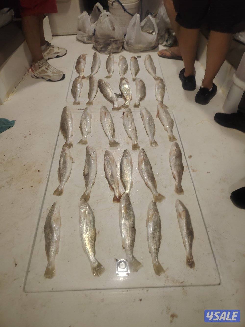 اجمل الرحلات البحريه جميع جزرالكويت حدائق شمال وجنوب توصل فيلكه6