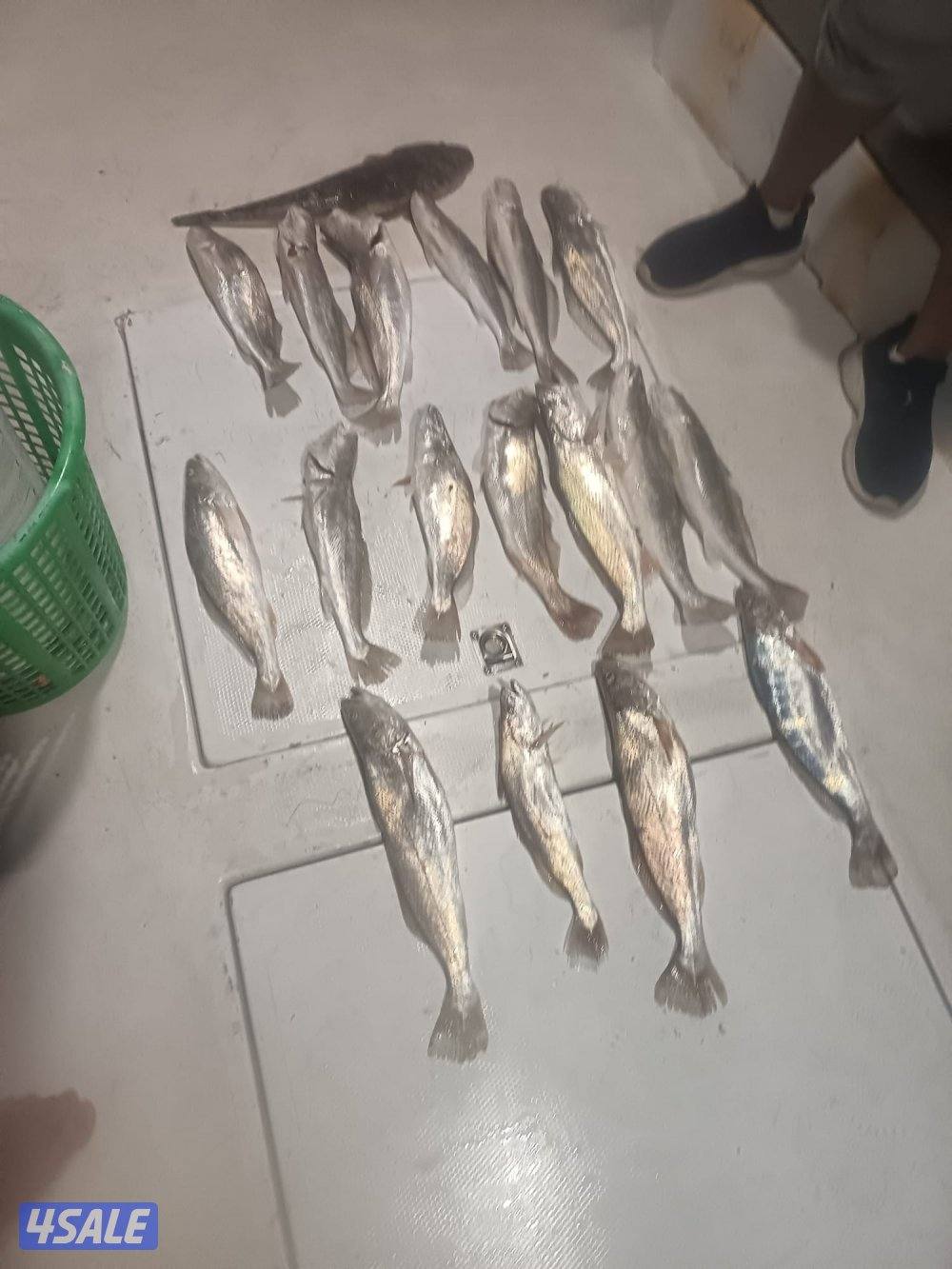 اجمل الرحلات البحريه جميع جزرالكويت حدائق شمال وجنوب توصل فيلكه14