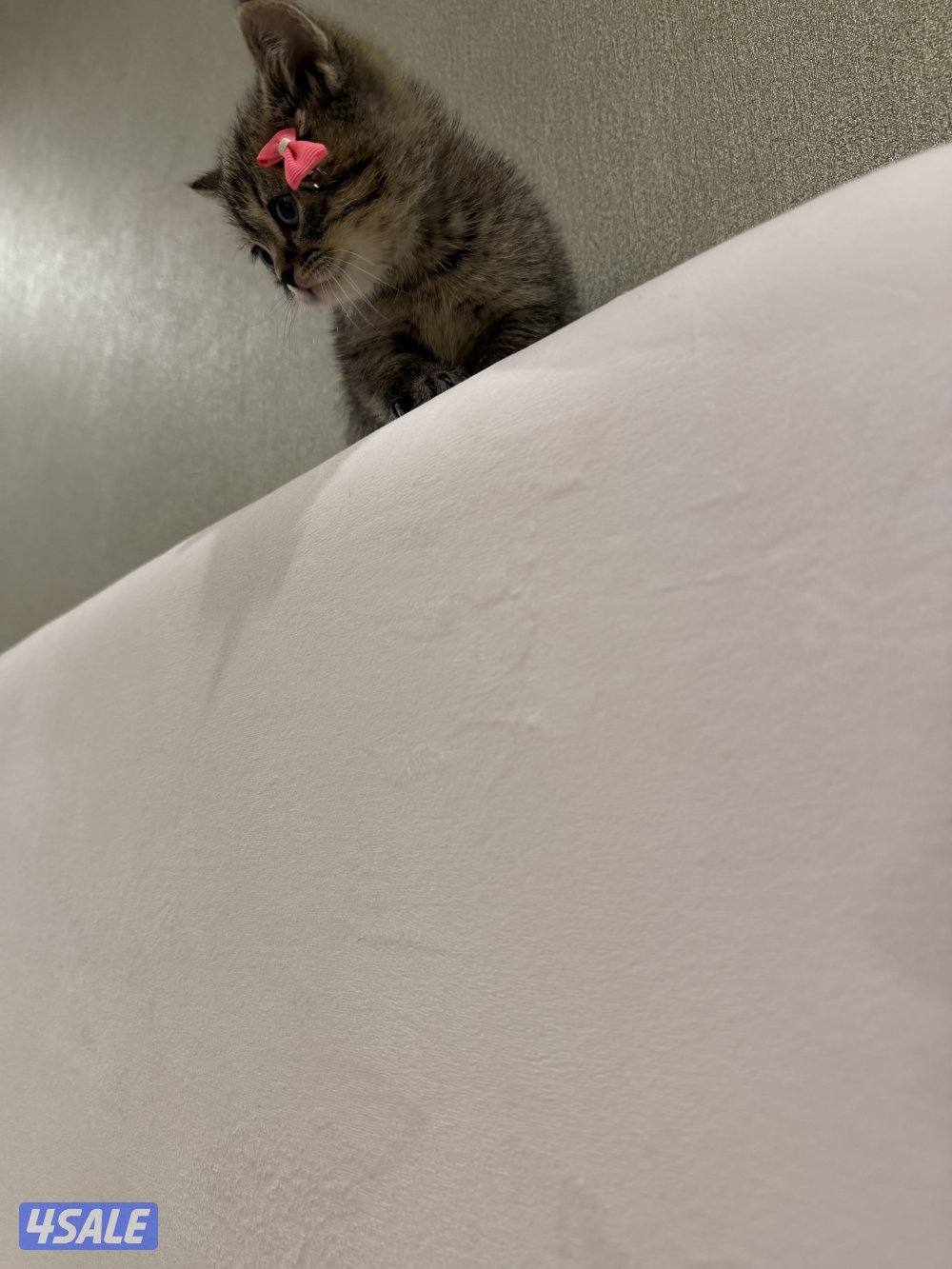 مطلوب قط تبي او رسوم تبني سكوتش صغير2