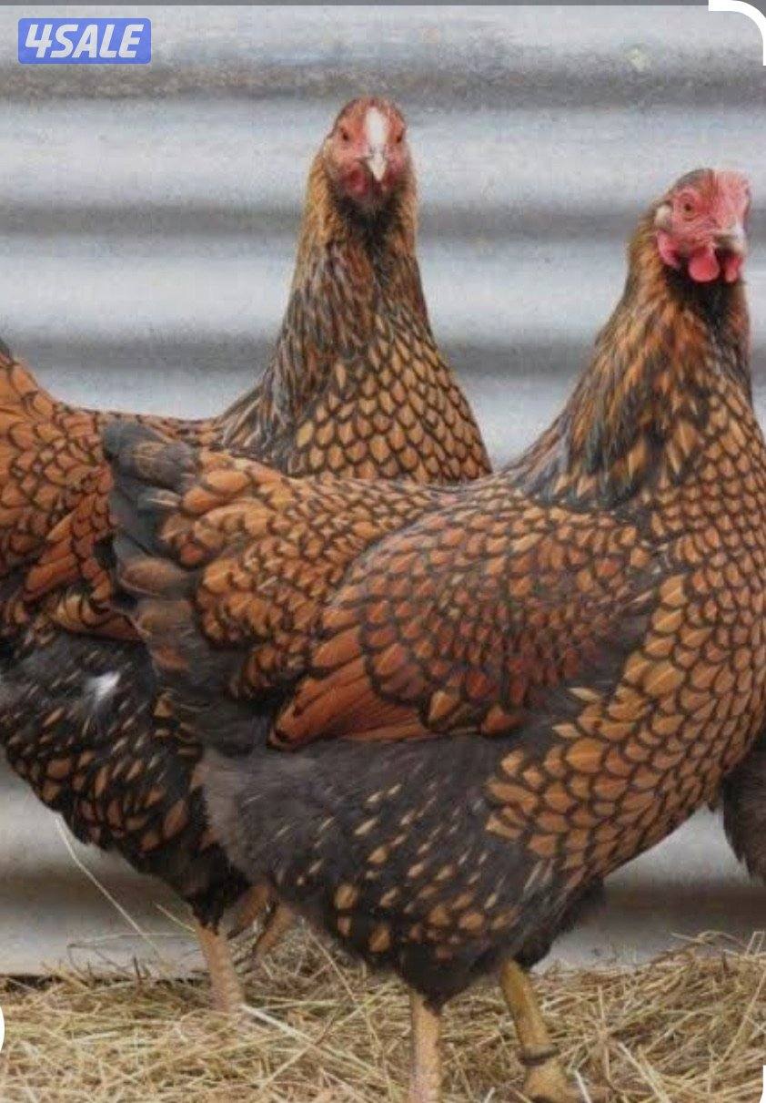 فروخ و ازواج واين دوت للبيع0