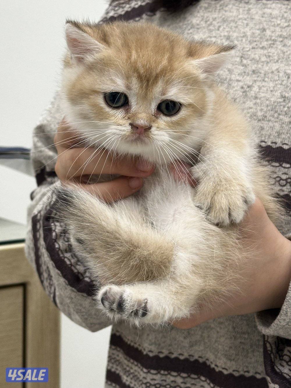 كيتن ذكر للبيع مستوى عالي جدا من ابو برتش بيور جميييل3