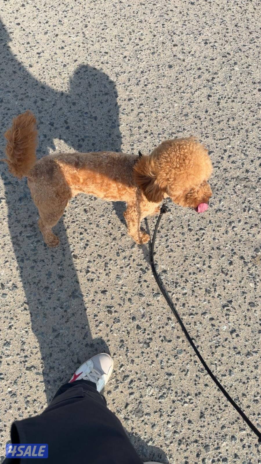 بيعه سريعه بودل ذكر بصحه جيده1