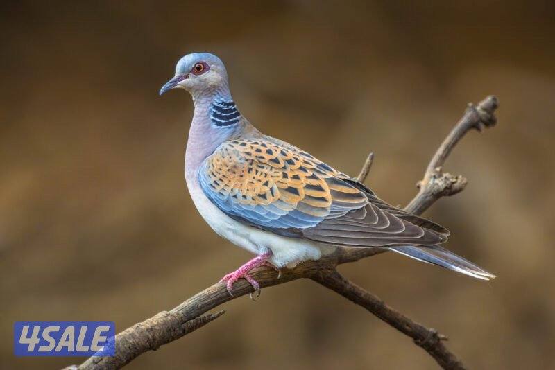 قمري - حمام بر جمله0