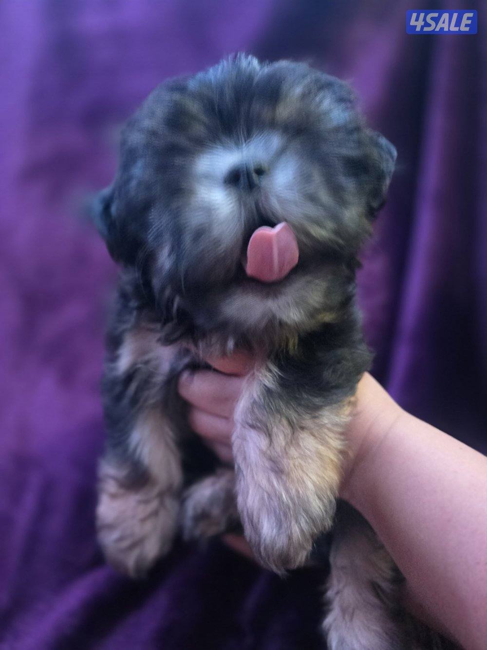 للبيع كلب نوع شيتودزو يوجد انثى و ذكر. العمر شهر و نص سعر100٠0