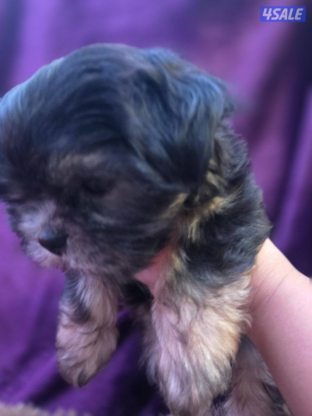 للبيع كلب نوع شيتودزو يوجد انثى و ذكر. العمر شهر و نص سعر100٠2