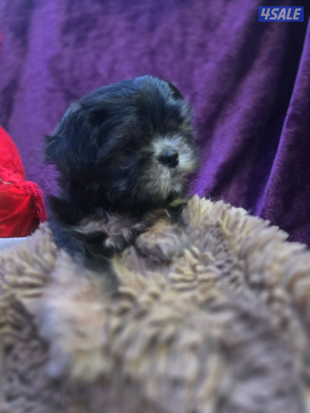 للبيع كلب نوع شيتودزو يوجد انثى و ذكر. العمر شهر و نص سعر100٠1