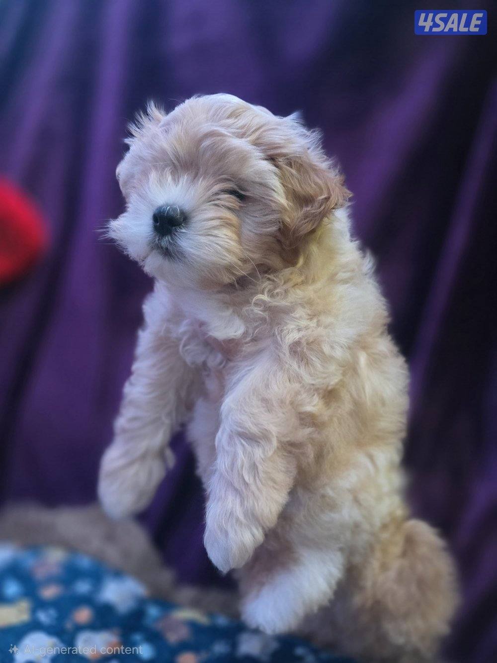 للبيع كلب نوع شيتودزو يوجد انثى و ذكر. العمر شهر و نص سعر100٠3