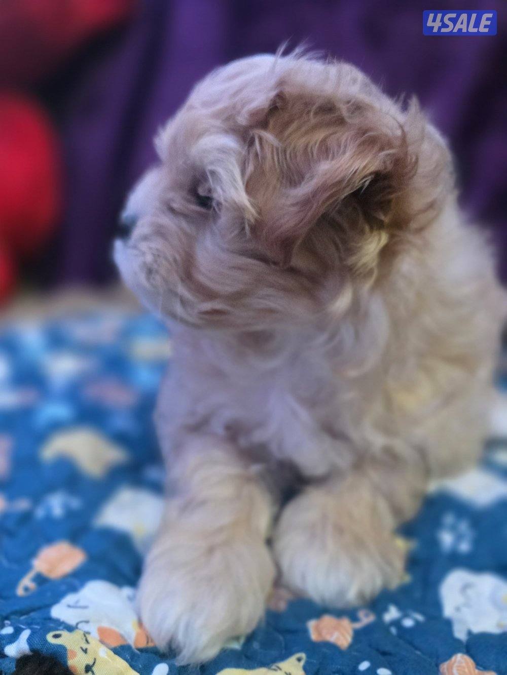 للبيع كلب نوع شيتودزو يوجد انثى و ذكر. العمر شهر و نص سعر100٠4