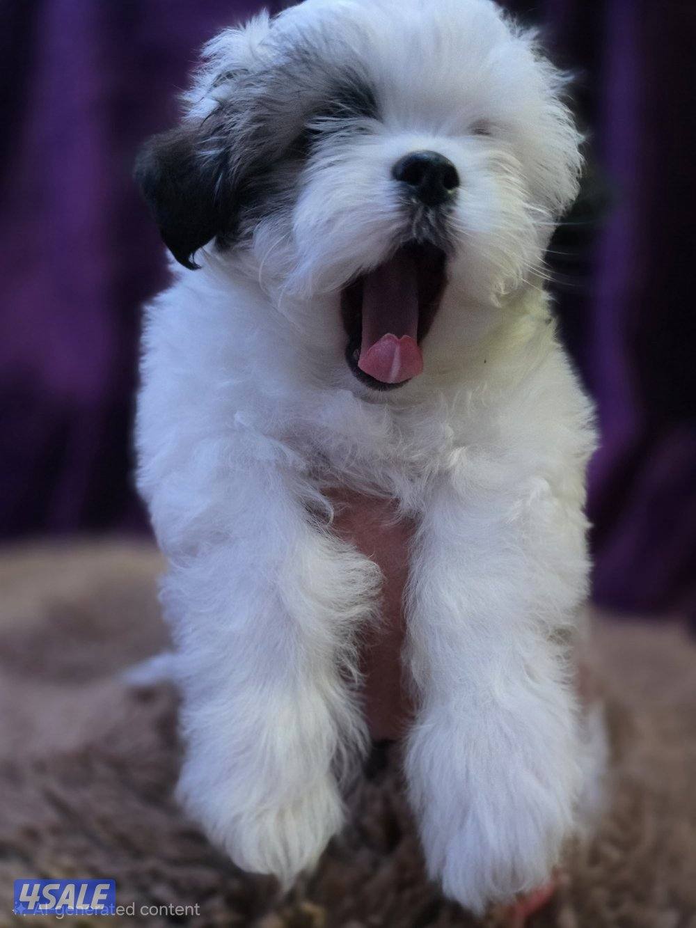 للبيع كلب نوع شيتودزو يوجد انثى و ذكر. العمر شهر و نص سعر100٠6