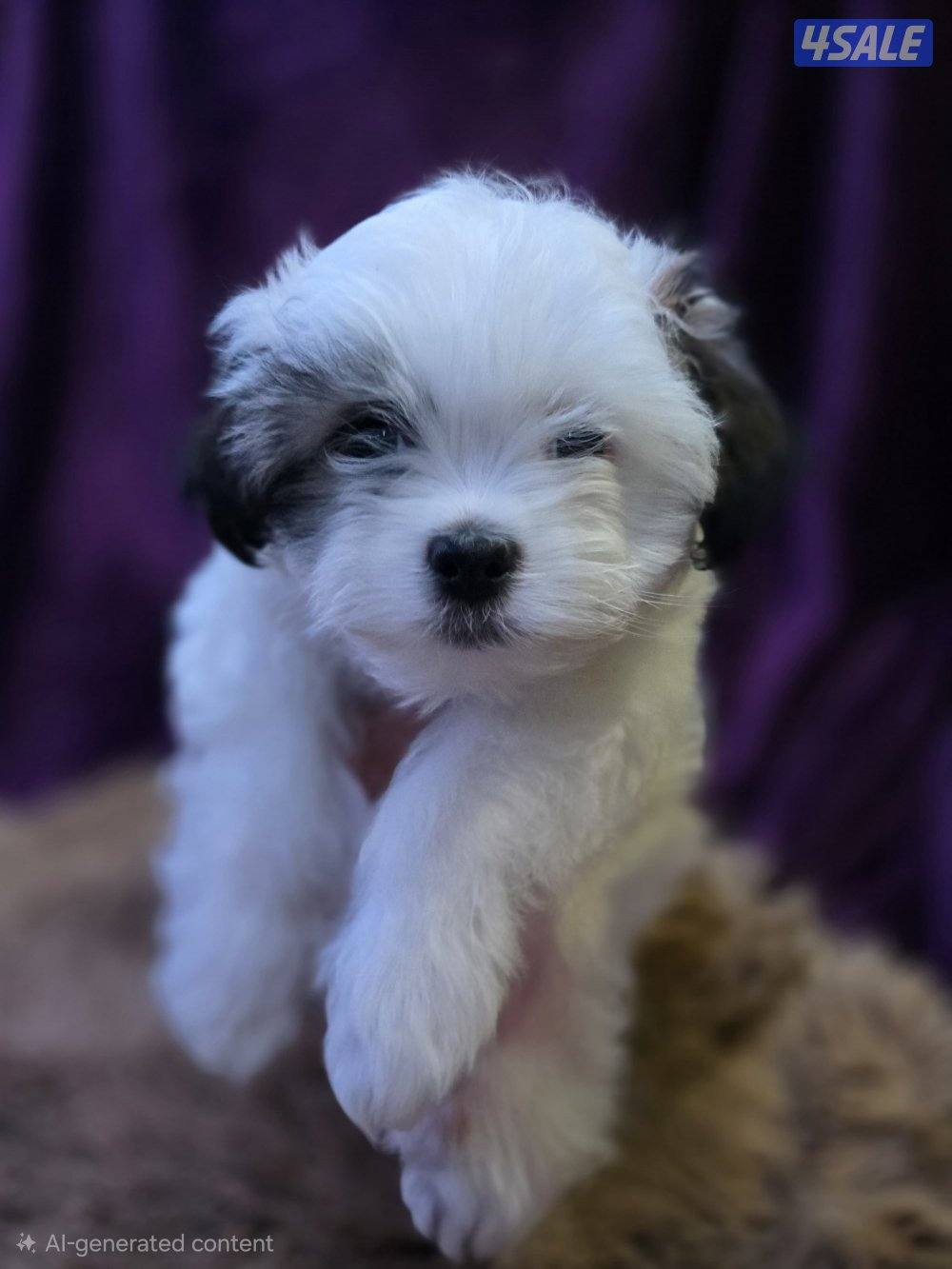 للبيع كلب نوع شيتودزو يوجد انثى و ذكر. العمر شهر و نص سعر100٠7