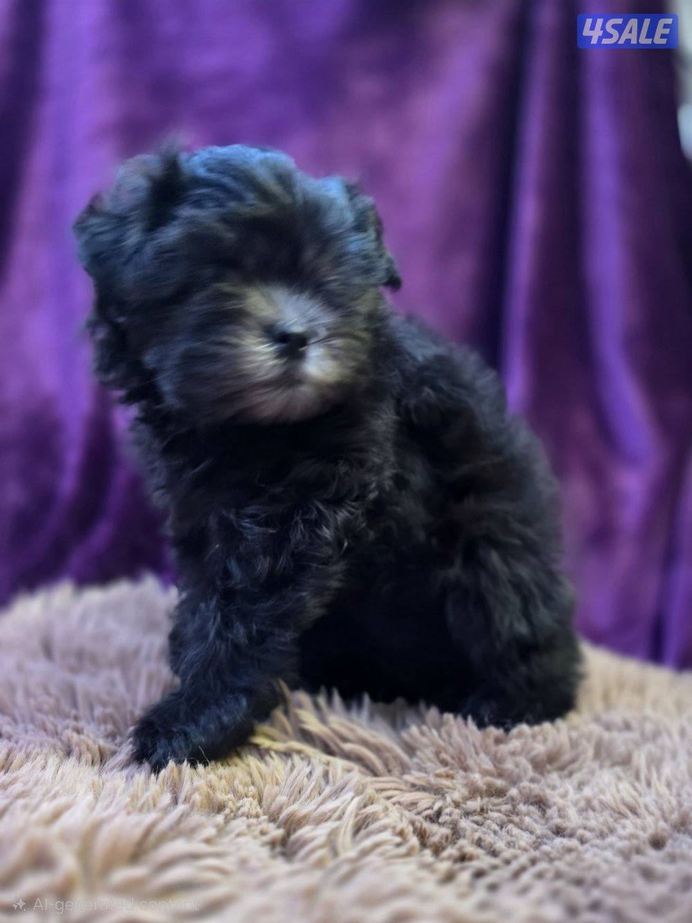 للبيع كلب نوع شيتودزو يوجد انثى و ذكر. العمر شهر و نص سعر100٠8