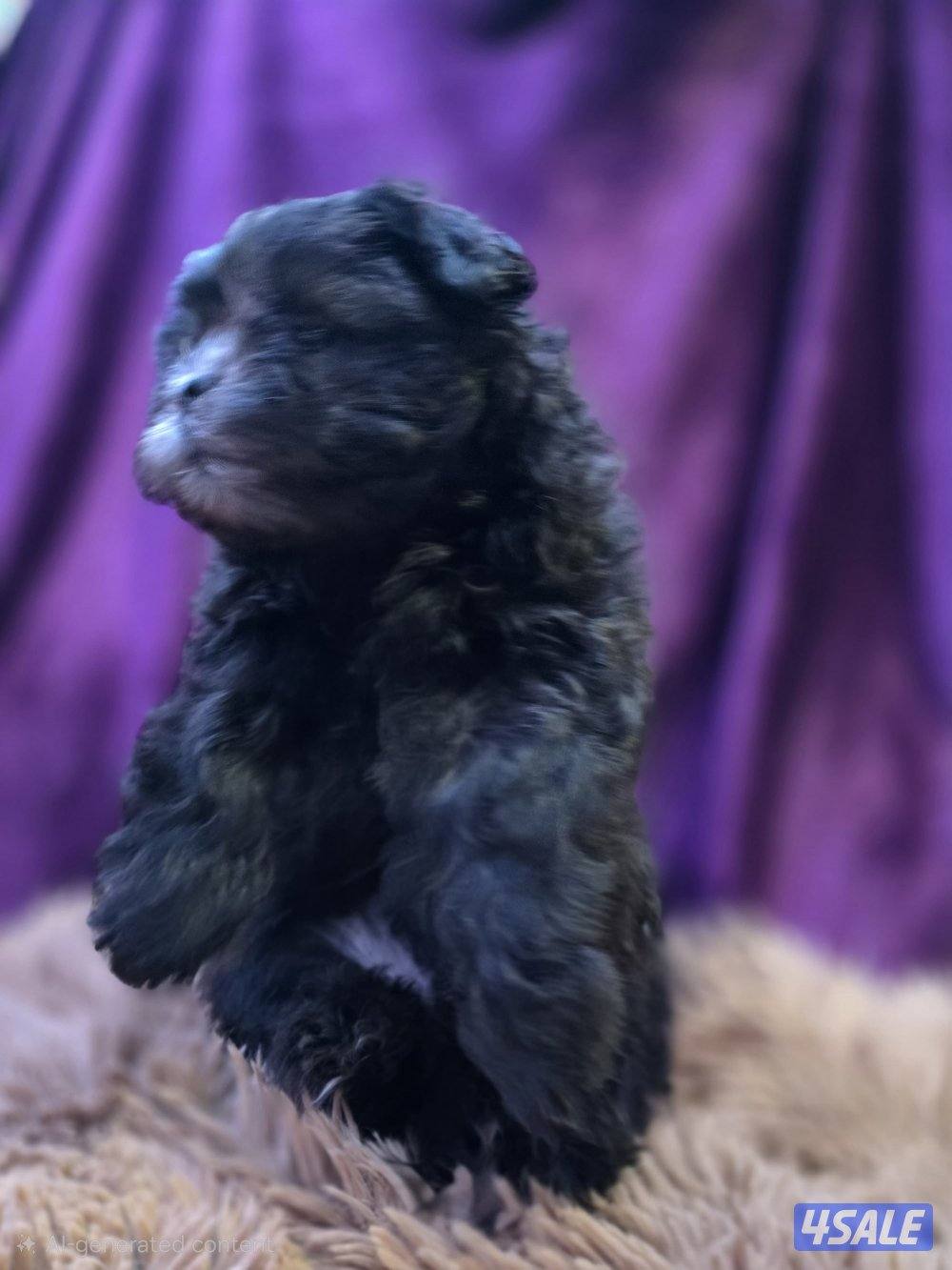 للبيع كلب نوع شيتودزو يوجد انثى و ذكر. العمر شهر و نص سعر100٠11