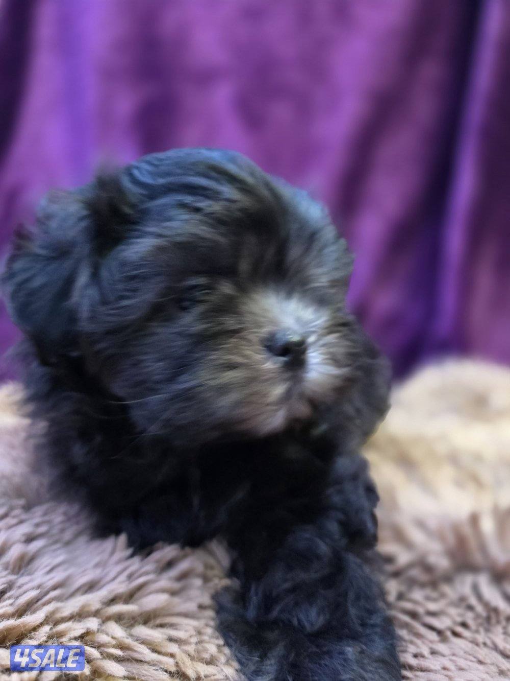 للبيع كلب نوع شيتودزو يوجد انثى و ذكر. العمر شهر و نص سعر100٠10