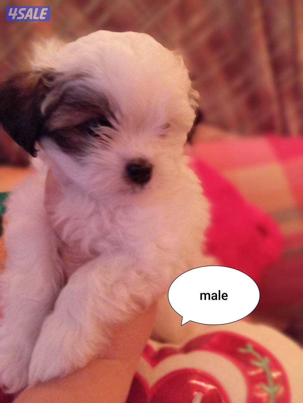 للبيع كلب نوع شيتودزو يوجد انثى و ذكر. العمر شهر و نص سعر100٠12