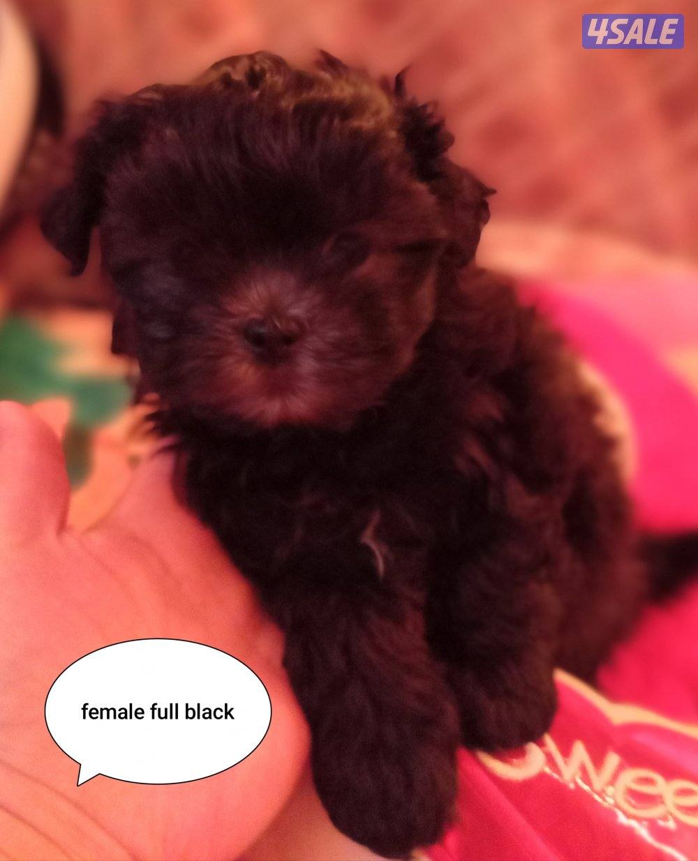 للبيع كلب نوع شيتودزو يوجد انثى و ذكر. العمر شهر و نص سعر100٠13