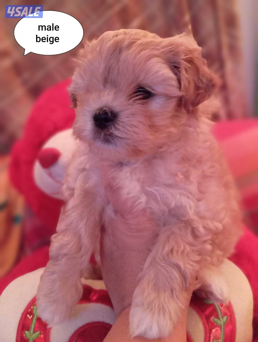 للبيع كلب نوع شيتودزو يوجد انثى و ذكر. العمر شهر و نص سعر100٠14