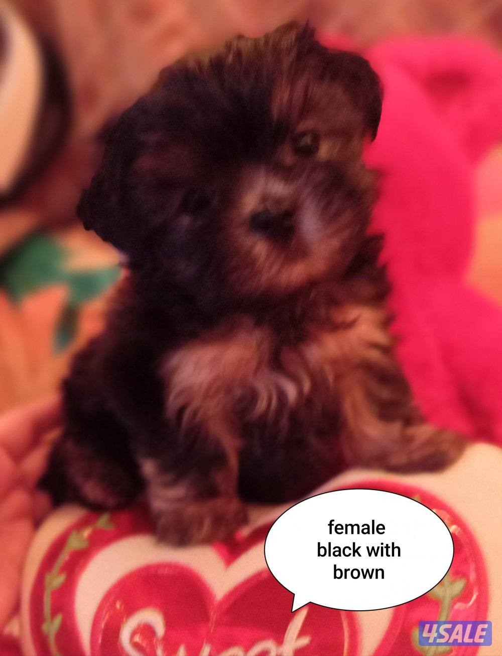 للبيع كلب نوع شيتودزو يوجد انثى و ذكر. العمر شهر و نص سعر100٠15