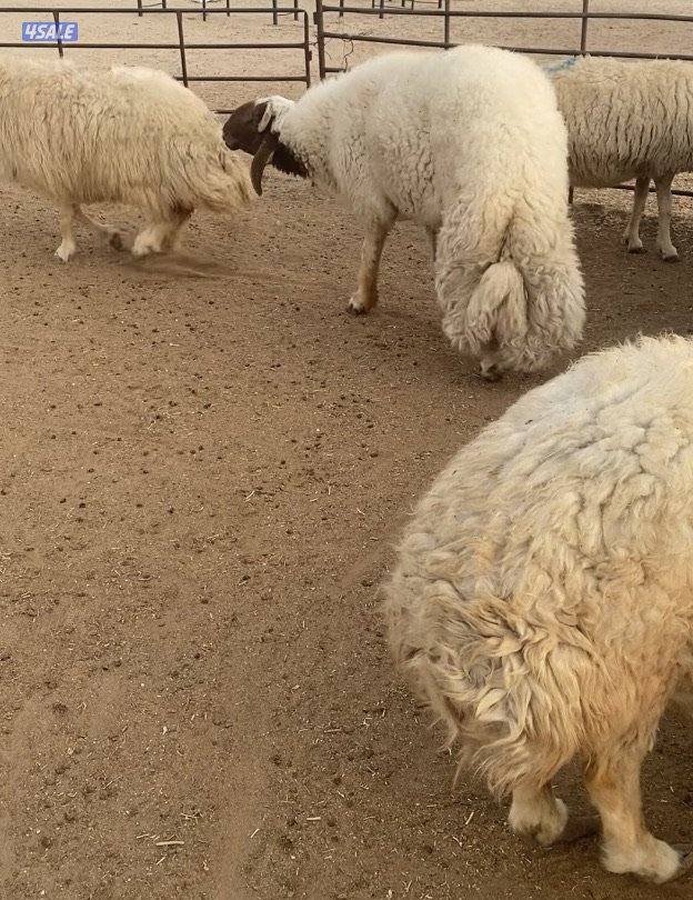 25غنم عواس عراقية فاخرة ونادرة مع فحل خصم الخصم فيهم12سونار فيهم متاوم4