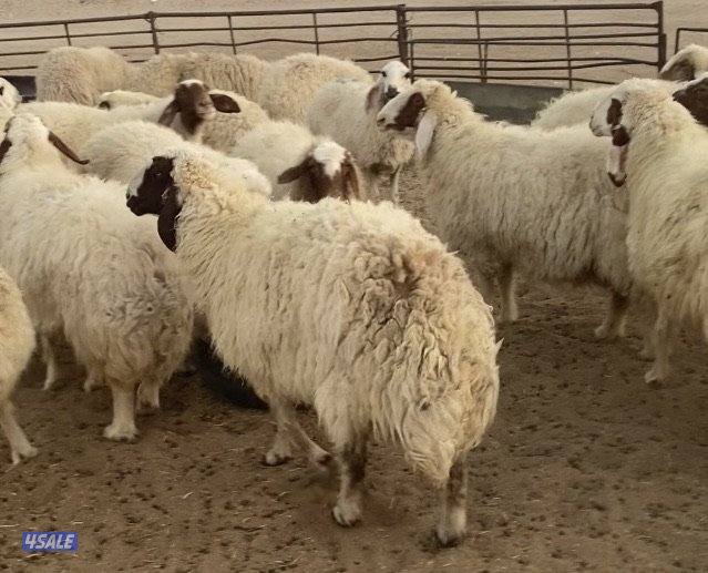 25غنم عواس عراقية فاخرة ونادرة مع فحل خصم الخصم فيهم12سونار فيهم متاوم8