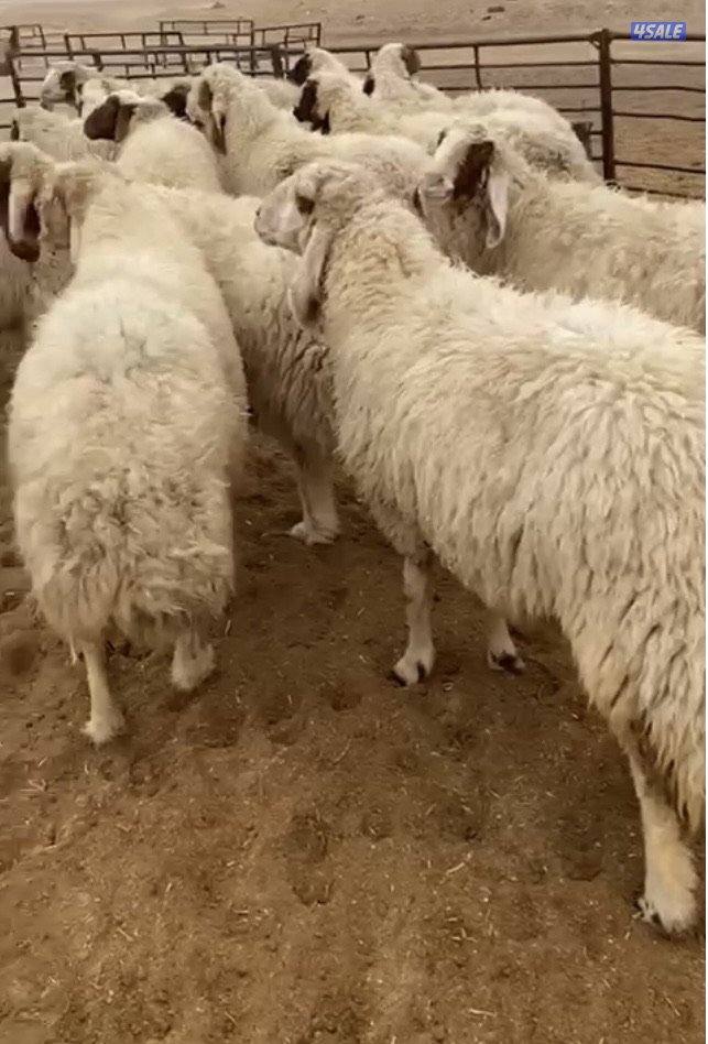 25غنم عواس عراقية فاخرة ونادرة مع فحل خصم الخصم فيهم12سونار فيهم متاوم13