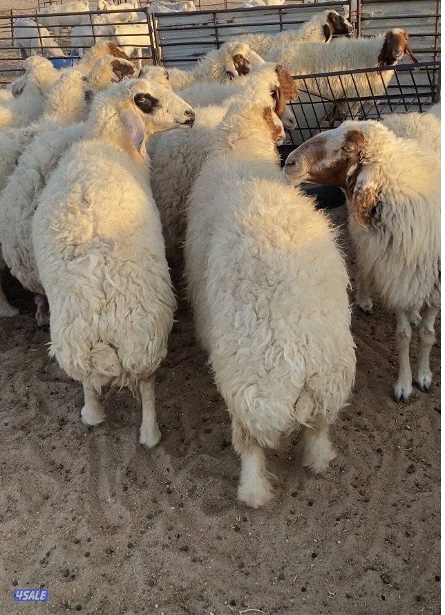 25غنم عواس عراقية فاخرة ونادرة مع فحل خصم الخصم فيهم12سونار فيهم متاوم15