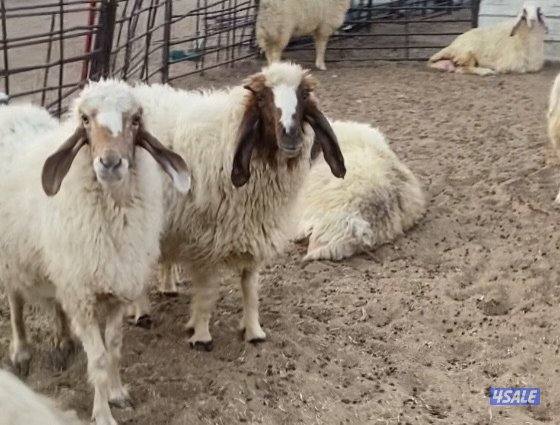 25غنم عواس عراقية فاخرة ونادرة مع فحل خصم الخصم فيهم12سونار فيهم متاوم14