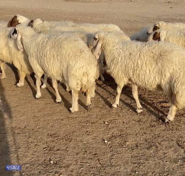 25غنم عواس عراقية فاخرة ونادرة مع فحل خصم الخصم فيهم12سونار فيهم متاوم7