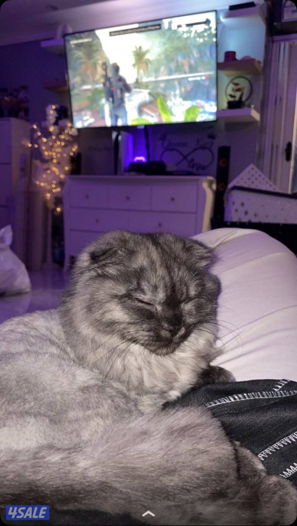 سكوتش فولد9