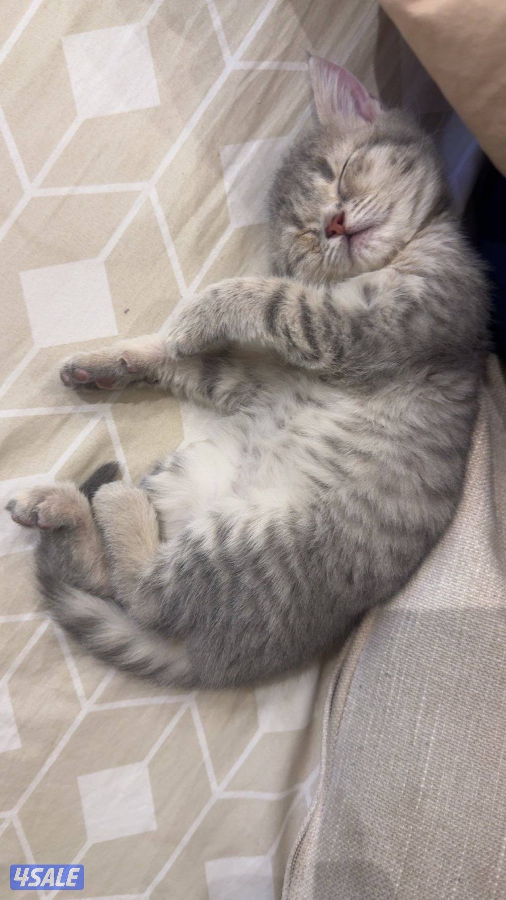 كيتن للبيع لعووبه وصحتها ممتازه ومطعمه ومتدربه عاللترللبيع مع اغراضها0