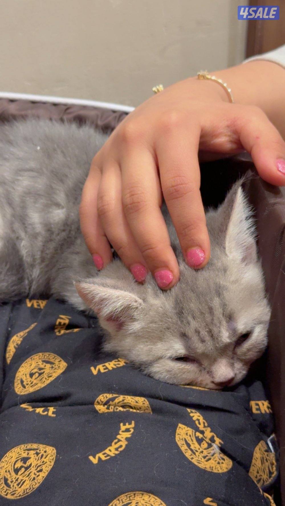 كيتن للبيع لعووبه وصحتها ممتازه ومطعمه ومتدربه عاللترللبيع مع اغراضها1