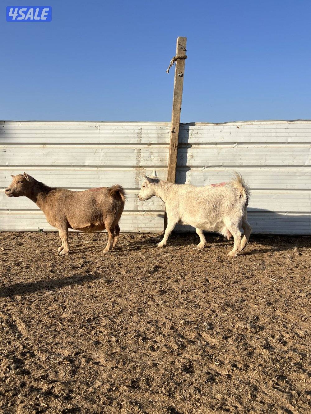 معزه شيكيه مضاريع سونار0