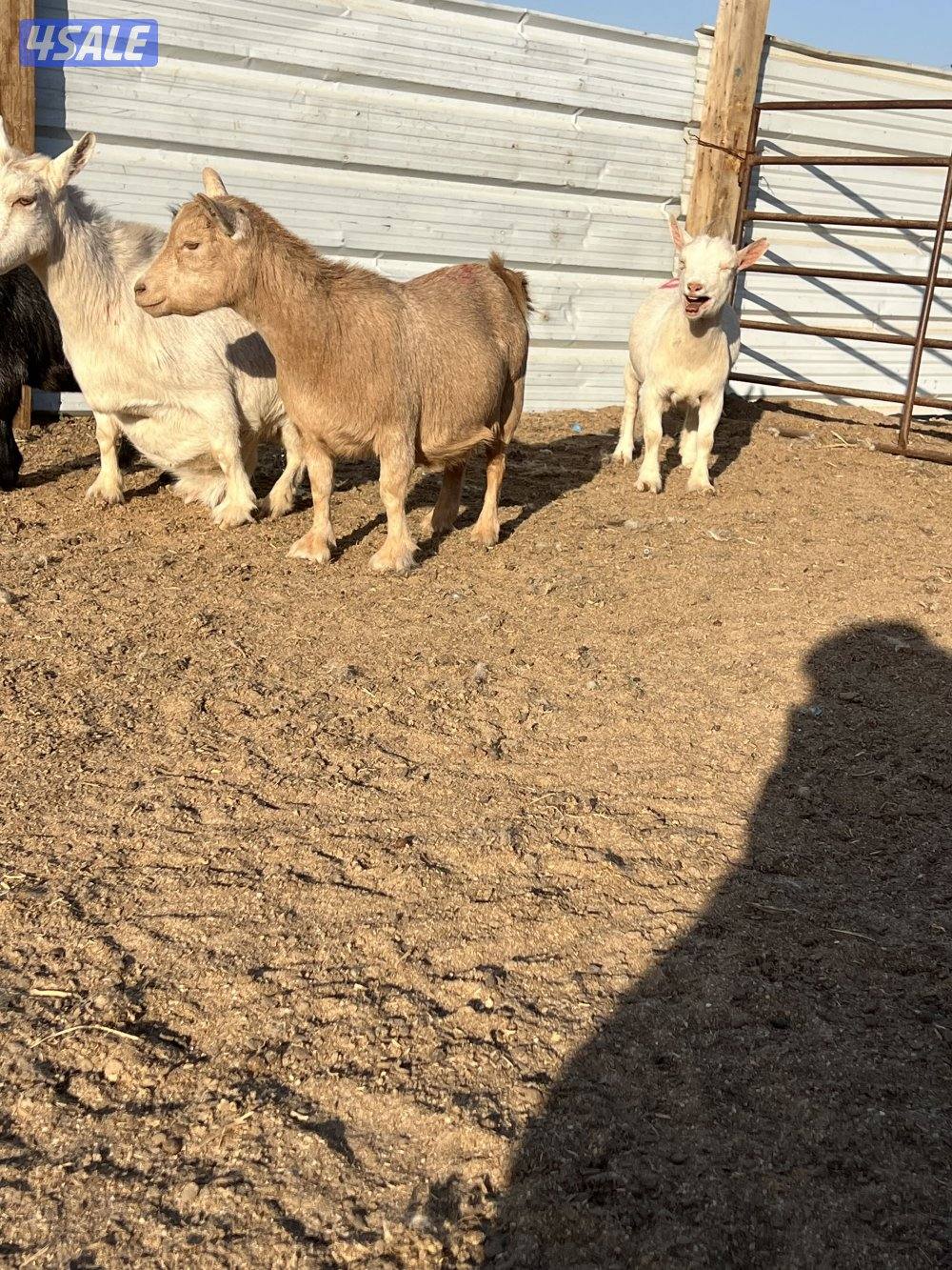 معزه شيكيه مضاريع سونار1