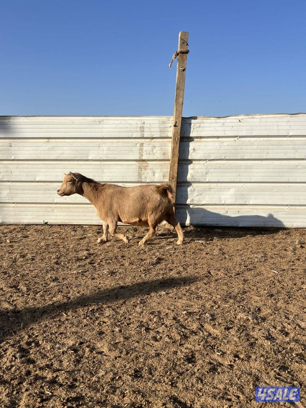 معزه شيكيه مضاريع سونار2