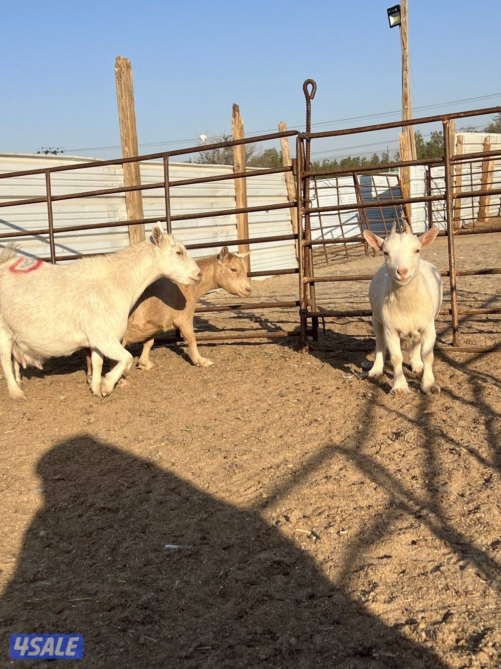 معزه شيكيه مضاريع سونار3