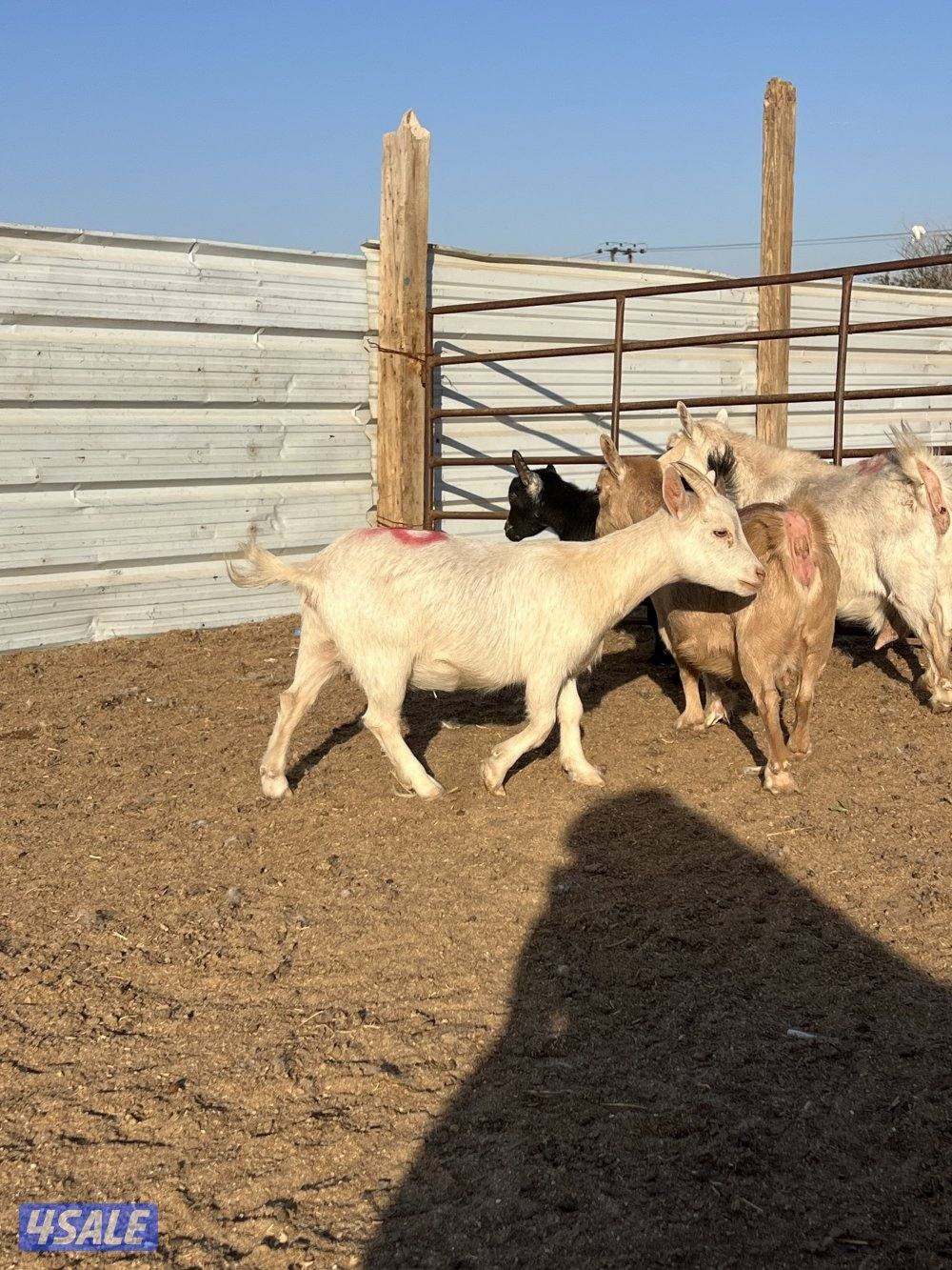 معزه شيكيه مضاريع سونار4