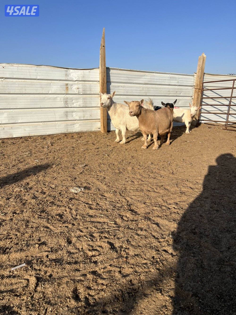 معزه شيكيه مضاريع سونار5