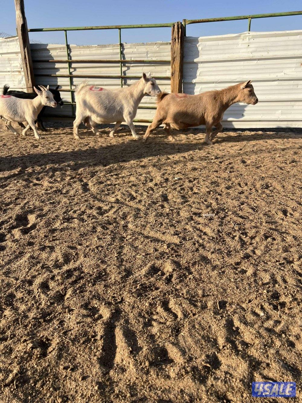 معزه شيكيه مضاريع سونار6