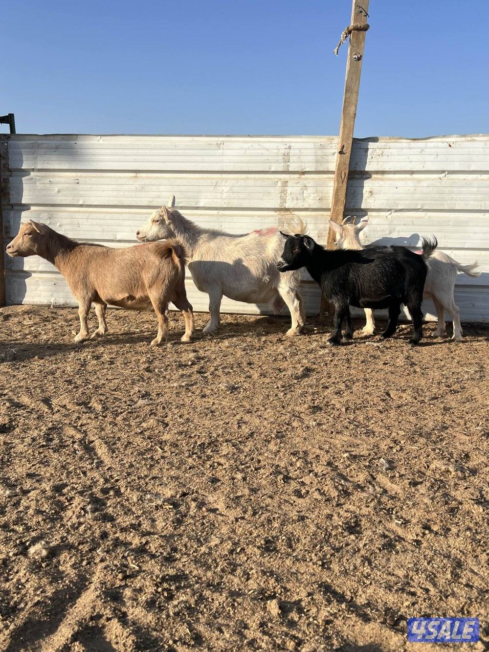 معزه شيكيه مضاريع سونار7