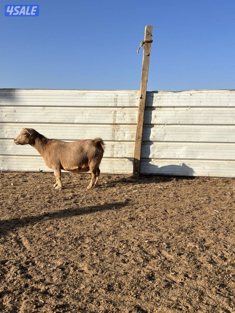 معزه شيكيه مضاريع سونار8