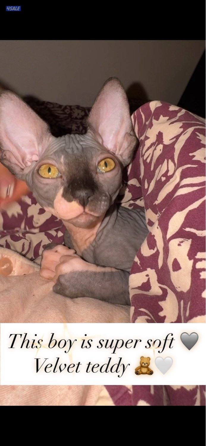 قطط سفنكس-Sphynx Cats3