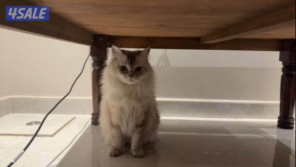 قطة نوع هيمالايا عمرها تقريبا ٧ سنوات0