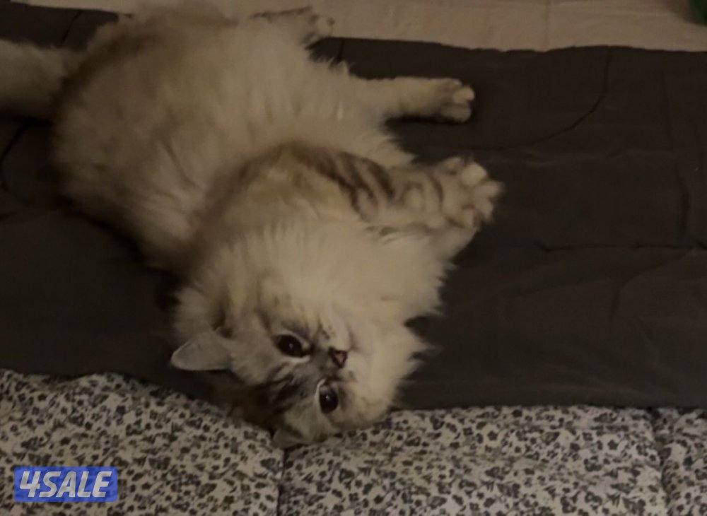 قطة نوع هيمالايا عمرها تقريبا ٧ سنوات1