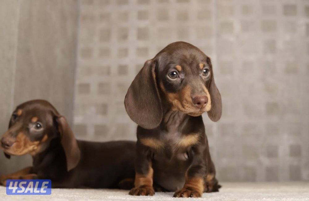 للبيع ذكر ميني داتشهوند من روسيا عمره شهرين ونص معاه دفتر تطعيماته1